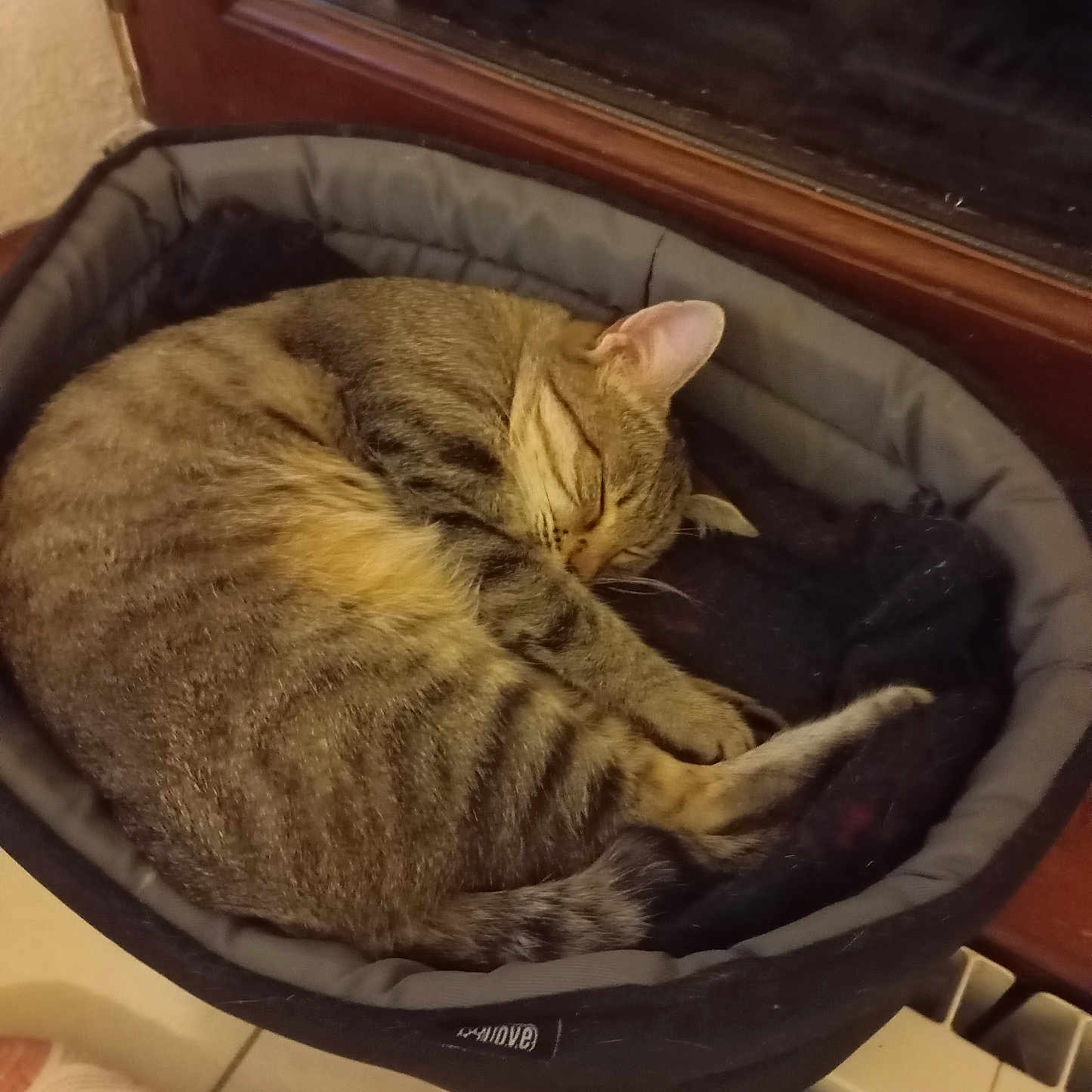 Petitou a rejoint le concours — aidez-le/la à gagner de superbes lots ! cat, tabby, sleeping, pet_bed, cozy, indoor, window, feline, resting, curled_up, fur, animal, domestic, quiet, relaxing, cute, warm, home, comfort, peaceful