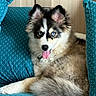 dog, puppy, blue_eyes, fluffy, couch, pillow, indoor, tongue_out, relaxed, pet, canine, fur, sitting, cozy, home, wooden_wall, cute, companion, animal, comfort