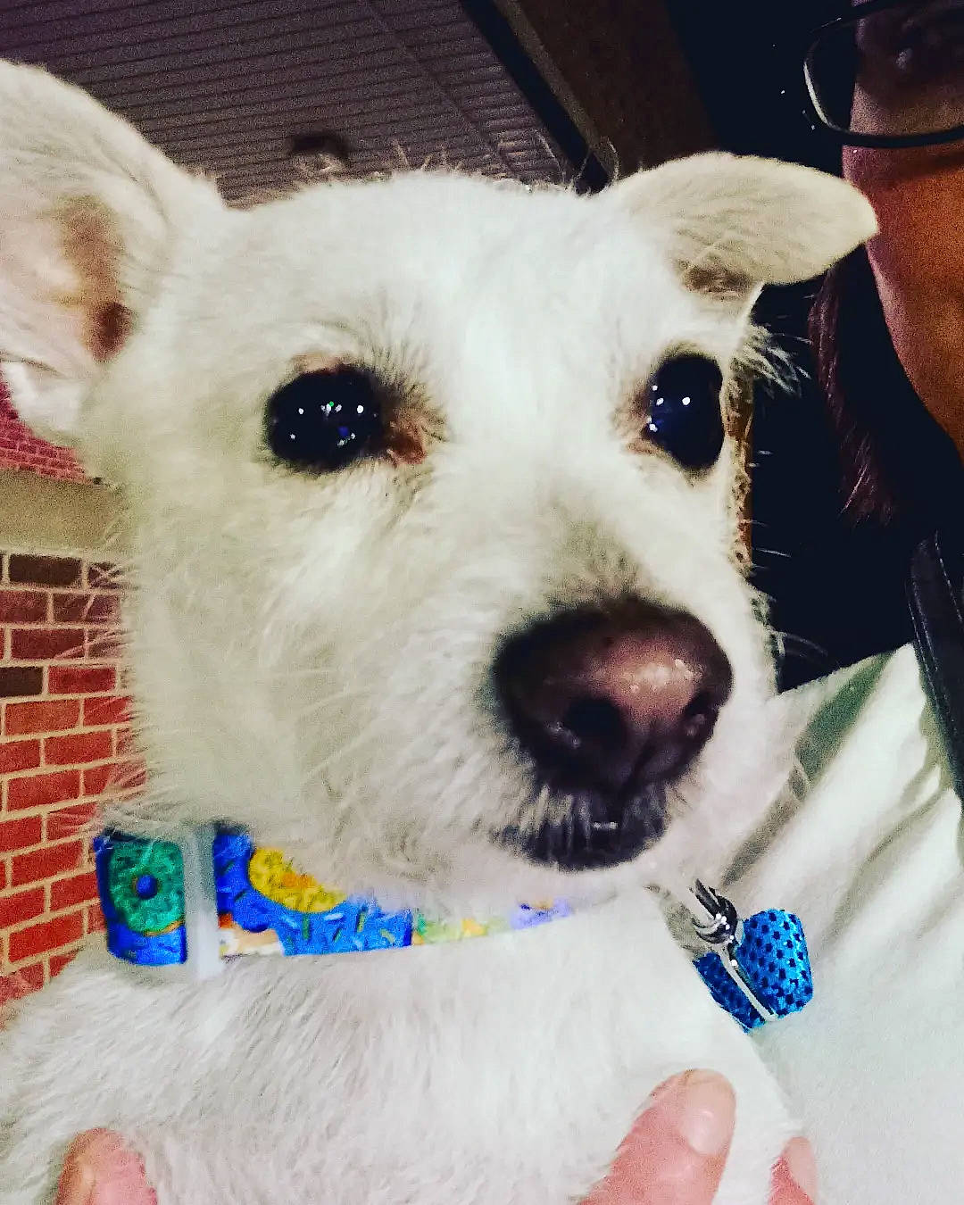 Ana joined the competition — help win amazing prizes! canidae, carnivore, collar, companion_dog, dog, dog_breed, dog_collar, dog_supply, ear, eyewear, fawn, fur, happy, selfie, snout, sporting_group, terrier, toy_dog, whiskers, working_animal