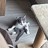 kitten, cat, gray_and_white, animal, pet, feline, sitting, lying_down, raised_paw, fluffy, tail, whiskers, ears, pink_nose, indoors, wood_floor, cat_tree, scratching_post, home, cute
