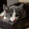 cat, kitten, gray_cat, white_cat, animal, pet, sleepy, resting, lying_down, whiskers, pink_nose, ears, eyes, fur, close_up, indoor, wooden_surface, box, book_box, portrait
