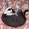 Bella a rejoint le concours — aidez-le/la à gagner de superbes lots ! cat, black_and_white, fluffy, sleeping, lying_down, upside_down, playful, relaxed, pink_nose, paws, tail, fur, pet, animal, bed, bedspread, floral_pattern, indoors, cute, funny