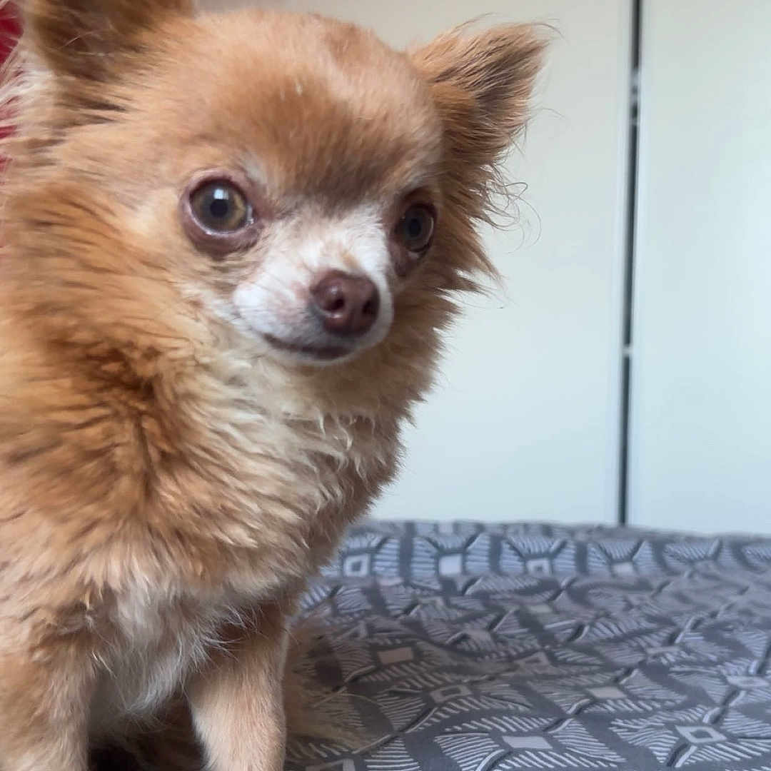 Nasha a rejoint le concours — aidez-le/la à gagner de superbes lots ! animal, bed, brown, chihuahua, closeup, companion, curious, cute, dog, domestic, ears, fluffy, fur, indoor, looking_away, patterned_bedspread, pet, portrait, small_dog, white
