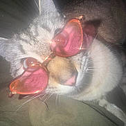Bones is registered to the contest to win money with this photo: animal, cat, close_up, cozy, cute, ears, eyes, feline, flash, fur, glare, heart_shaped, indoor, nose, pet, pink_glasses, playful, portrait, sunglasses, whiskers