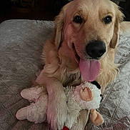 Oliver is registered to the contest to win money with this photo: golden_retriever, dog, pet, stuffed_toy, toy_sheep, bed, bedding, paw, tongue_out, indoor, animal, cute, playful, fur, mammal, resting, closeup, home, comfort, sleepy