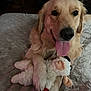 golden_retriever, dog, pet, stuffed_toy, toy_sheep, bed, bedding, paw, tongue_out, indoor, animal, cute, playful, fur, mammal, resting, closeup, home, comfort, sleepy