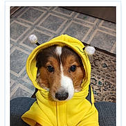 Gus is registered to the contest to win money with this photo: dog, puppy, yellow_hoodie, costume, bee_ears, pet, indoor, floor, rug, chair, portrait, cute, animal, voting, button, text, screen, photogenic, american_humane_society, app_interface