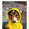 dog, puppy, yellow_hoodie, costume, bee_ears, pet, indoor, floor, rug, chair, portrait, cute, animal, voting, button, text, screen, photogenic, american_humane_society, app_interface