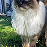 Yuna a rejoint le concours — aidez-le/la à gagner de superbes lots ! cat, blue_eyes, fluffy, long_hair, outdoor, grass, flower, tree, nature, pet, animal, garden, sunlight, whiskers, close_up, portrait, mammal, feline, domestic_cat, house