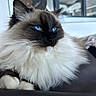 cat, blue_eyes, fluffy_fur, long_hair, close_up, indoor, pet, relaxed, leather_surface, whiskers, portrait, feline, domestic_animal, brown_black_and_white, resting, modern_interior, window, reflection, soft_light, calm