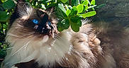 Yuna participe au concours pour gagner de l'argent avec cette photo : cat, blue_eyes, fluffy, outdoor, greenery, sunlight, shadow, stone, plant, nature, pet, relaxing, whiskers, fur, closeup, daylight, majestic, resting, leaf, mammal