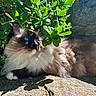 cat, blue_eyes, fluffy, outdoor, greenery, sunlight, shadow, stone, plant, nature, pet, relaxing, whiskers, fur, closeup, daylight, majestic, resting, leaf, mammal