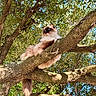 Yuna participe au concours pour gagner de l'argent avec cette photo : cat, fluffy, tree, branch, outdoor, nature, leaves, sunlight, blue_eyes, relaxed, animal, pet, feline, wildlife, daylight, majestic, fur, claws, perched, sky