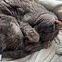 cat, gray_cat, sleeping, curled_up, blanket, white_blanket, window, natural_light, cozy, fur, pet, indoor, resting, animal, domestic_cat, cute, peaceful, relaxed, soft_texture, nap