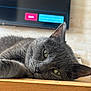 Voyou participe au concours pour gagner de l'argent avec cette photo : cat, gray_cat, green_eyes, close_up, lying_down, wooden_surface, indoor, pet, feline, relaxed, sleepy, whiskers, ears, fur, domestic_animal, home, television, blurred_background, resting, animal