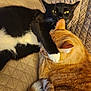affection, animal, black_cat, cat, companions, cute, ears, feline, fur, indoor, licking, orange_cat, paw, pet, playful, quilted_bedspread, resting, tabby_cat, tail, whiskers