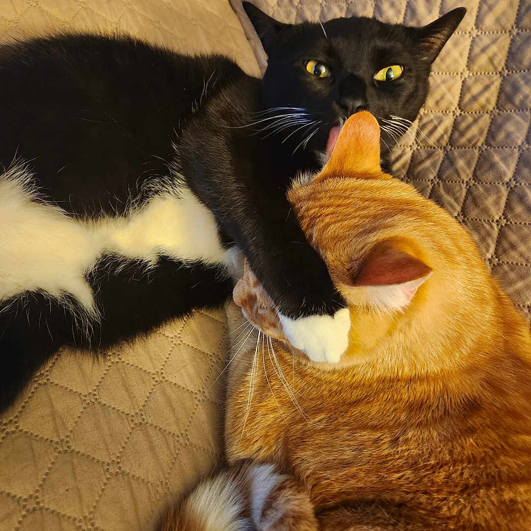 Mikey And Butters is registered to the contest to win money with this photo: affection, animal, black_cat, cat, companions, cute, ears, feline, fur, indoor, licking, orange_cat, paw, pet, playful, quilted_bedspread, resting, tabby_cat, tail, whiskers