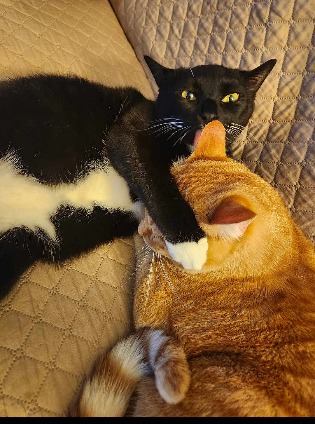Mikey And Butters is registered to the contest to win money with this photo: affection, animal, black_cat, cat, companions, cute, ears, feline, fur, indoor, licking, orange_cat, paw, pet, playful, quilted_bedspread, resting, tabby_cat, tail, whiskers