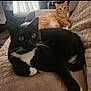 Mikey And Butters is registered to the contest to win money with this photo: animal, black_cat, cat, companion, couch, cozy, cute, domestic, feline, fur, home, indoor, looking, natural_light, orange_cat, pets, quilted_couch, relaxed, resting, whiskers