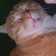 Mikey And Butters joined the competition — help win amazing prizes! animal, cat, close_up, cute, domestic_cat, ear, expression, face, feline, fur, human_finger, indoor, mouth, nose, orange_tabby, pet, portrait, relaxed, sleepy, whiskers