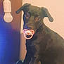 dog, black_dog, pacifier, bed, blanket, indoor, pet, animal, light_bulb, curious, cute, sitting, looking, furniture, wall, domestic_animal, mammal, playful, young_dog, funny