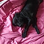 dog, black, pet, blanket, pink, resting, indoor, cute, animal, fur, lying_down, cozy, sleepy, companion, domestic, relaxed, bed, cute_pet, young_dog, adorable