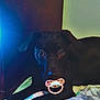 dog, black_dog, pacifier, blanket, indoor, light_bulb, pet, animal, lying_down, bedroom, cute, playful, young_dog, looking, ears, furniture, floor, domestic_animal, resting, closeup