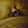 Chardonnay joined the competition — help win amazing prizes! dog, pomeranian, fluffy, pet, lying_down, cozy, blanket, couch, indoor, warm_lighting, relaxed, smiling, animal, fur, cute, small_dog, resting, face, mouth_open, comfort