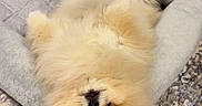 Chardonnay is registered to the contest to win money with this photo: dog, pomeranian, pet_bed, upside_down, fluffy, fur, indoor, carpet, resting, cute, small_dog, cozy, relaxed, animal, companion, home, canine, adorable, lying_down, soft