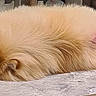 Chardonnay is registered to the contest to win money with this photo: dog, fluffy, pink_tail, sleeping, curled_up, table, marble, indoor, pet, animal, fur, relaxing, cozy, cute, domestic, resting, colorful_tail, household, quiet, napping