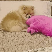 Chardonnay joined the competition — help win amazing prizes! dog, puppy, sleeping, bed, pillow, plush, cozy, beige, furry, cute, resting, indoor, soft, comfort, small_dog, pet, relaxing, snuggling, home, blanket