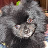 Blackberry is registered to the contest to win money with this photo: dog, pomeranian, black, fluffy, pet, animal, indoor, blanket, curious, cute, face, fur, small_dog, resting, portrait, eyes, nose, whiskers, bedroom, cute_pet