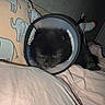 Blackberry joined the competition — help win amazing prizes! dog, cone_collar, bed, pillow, elephant_pattern, blanket, sleepy, black_fur, indoor, resting, cozy, soft_lighting, animal, pet, cute, comfort, home, fabric, fur, sleep