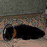 pet, dog, cone, bed, pillow, elephant_pattern, animal, indoor, resting, sleepy, furniture, cushion, black_fur, domestic_animal, cute, comfort, home, sleep, soft, relaxed