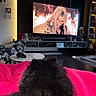 living_room, television, video_game, blanket, black_fur, pet, dog_or_cat, table, controller, decor, shelf, lighting, modern, cozy, furniture, indoor, entertainment, relaxation, screen, couch