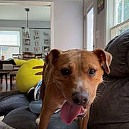 D.d is registered to the contest to win money with this photo: dog, brown_dog, tongue_out, couch, living_room, plush_toy, emoji, dining_room, chair, window, door, blanket, indoor, pet, canine, happy, animal, furniture, home, carpet