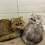 animal, cat, companion, curious, cute, domestic, eyes, face, feline, fluffy, fur, indoor, kitten, mammal, mat, pet, sitting, small, tail, two