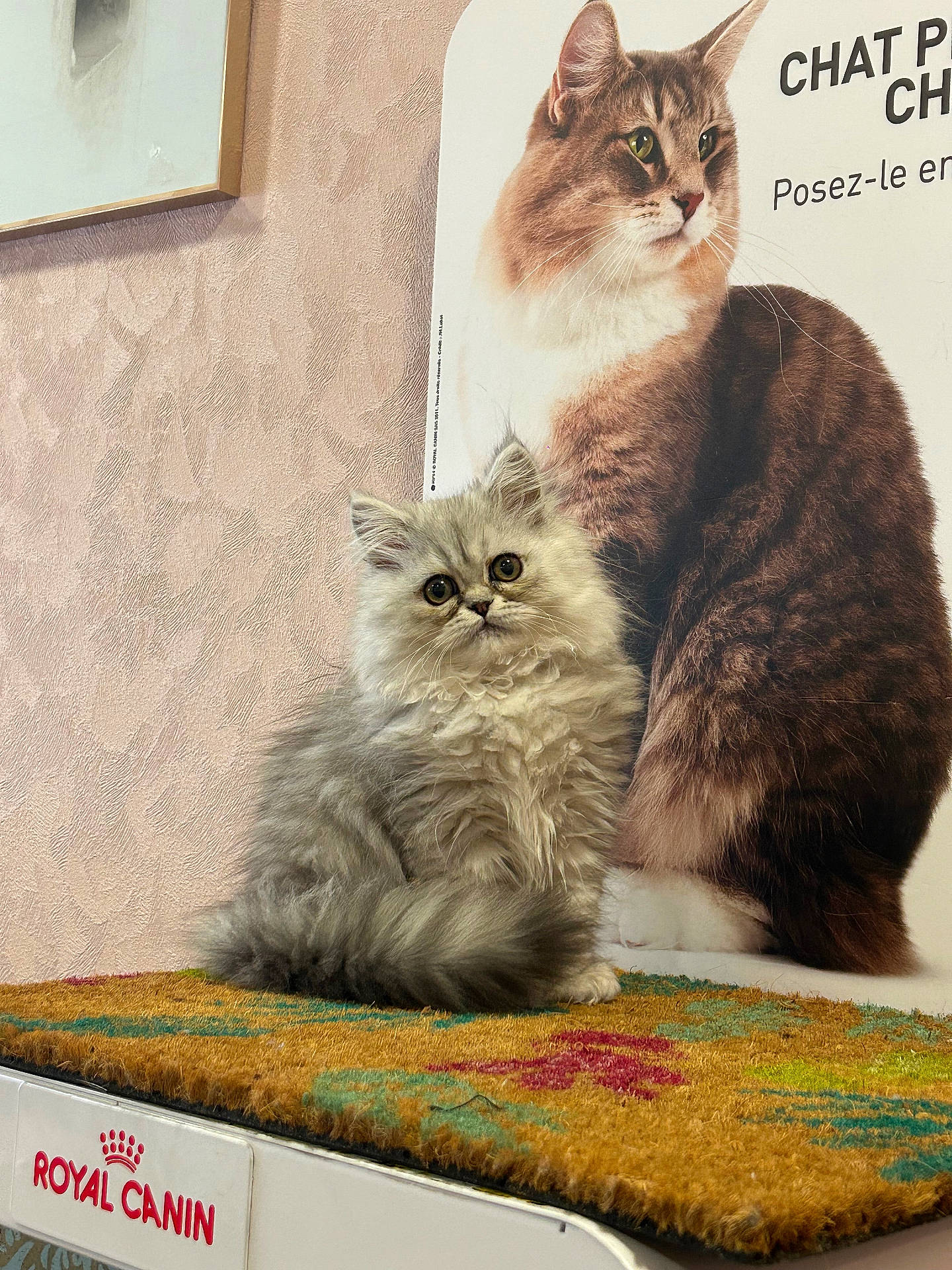 Moon participe au concours pour gagner de l'argent avec cette photo : animal, cat, curious, cute, domestic, eyes, feline, fluffy, fur, gray, indoor, kitten, mammal, mat, pet, portrait, poster, royal_canin, sitting, whiskers