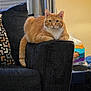 Chance is registered to the contest to win money with this photo: air_conditioner, armrest, cat, couch, curtains, domestic_animal, fabric, feline, furniture, ginger_cat, home_interior, indoor, looking_at_camera, mammal, orange_cat, pet, pillow, relaxed, resting, window