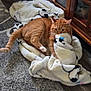 Chance joined the competition — help win amazing prizes! animal, blanket, carpet, cat, cozy, curious, domestic_cat, floor, fur, furniture, home, indoor, orange_tabby, pet, playing, relaxing, soft, texture, whiskers, wooden_cabinet