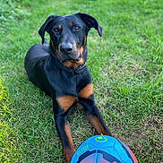 Tayga a rejoint le concours — aidez-le/la à gagner de superbes lots ! dog, doberman, grass, soccer_ball, outdoor, pet, animal, black_and_tan, playing, collar, canine, lying_down, sports_equipment, nature, summer, greenery, paw, portrait, animal_face, leisure