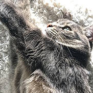 Ruby participe au concours pour gagner de l'argent avec cette photo : cat, gray_tabby, stretching, fur, whiskers, paw, blanket, soft_texture, sunlight, relaxing, indoor, pet, sleepy, cozy, closeup, animal, feline, quiet, home, comfort