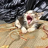 animal, bed, bedspread, blanket, cat, closeup, fluffy, fur, indoors, kitten, open_mouth, patterned_fabric, paws, pet, pink_nose, sleepy, tiny, tricolor, whiskers, yawning