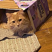Bella is registered to the contest to win money with this photo: cat, orange_cat, cardboard_box, indoor, wooden_floor, rug, pet, curious, fluffy, feline, animal, resting, home, cozy, playful, box, domestic, cute, fur, looking