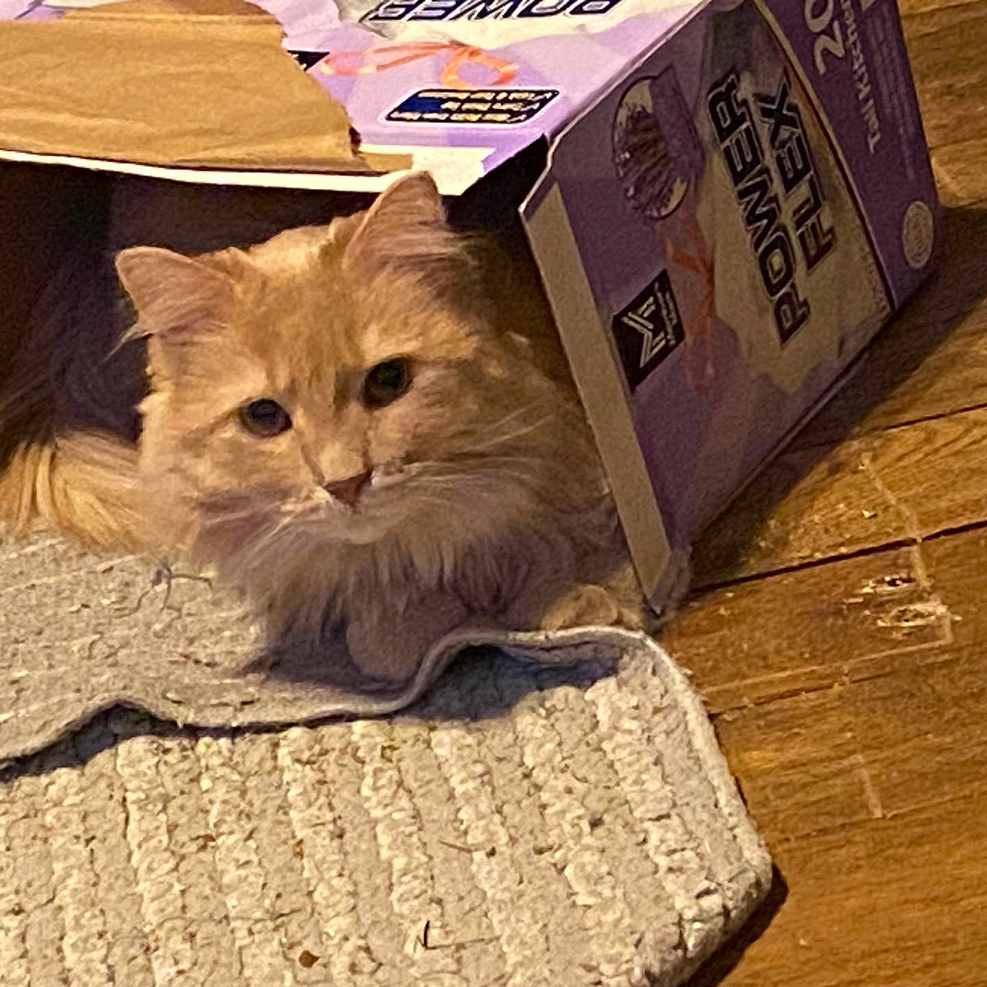 Bella is registered to the contest to win money with this photo: animal, box, cardboard_box, cat, cozy, curious, cute, domestic, feline, fluffy, fur, home, indoor, looking, orange_cat, pet, playful, resting, rug, wooden_floor