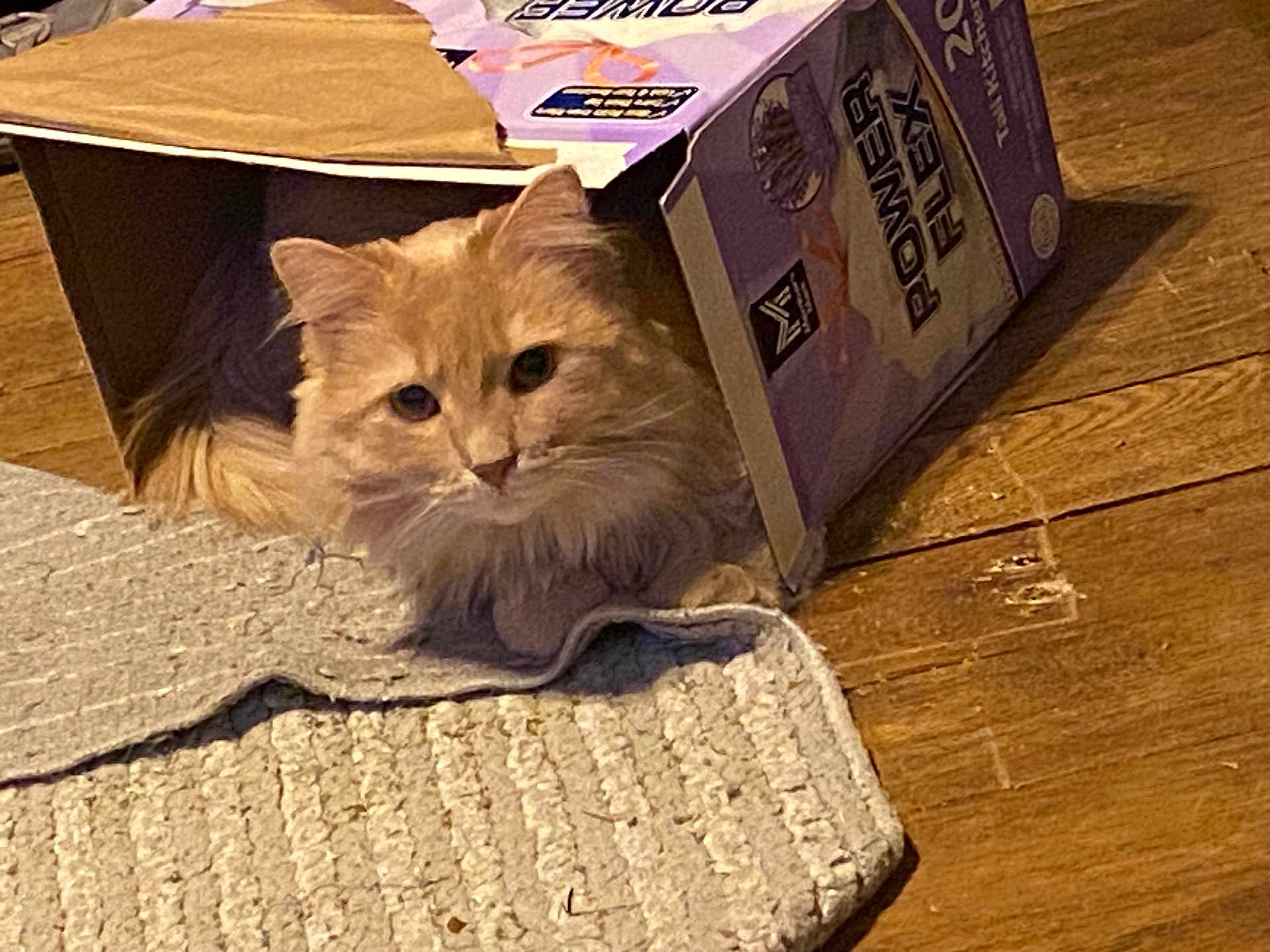 Bella is registered to the contest to win money with this photo: cat, orange_cat, cardboard_box, indoor, wooden_floor, rug, pet, curious, fluffy, feline, animal, resting, home, cozy, playful, box, domestic, cute, fur, looking