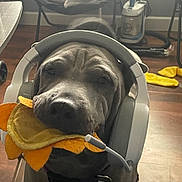 Smokey joined the competition — help win amazing prizes! dog, headphones, toy, sunflower, indoor, floor, vacuum_cleaner, chair, pet, animal, brown_floor, cozy, cute, playful, ears, mouth, looking, household, furniture, domestic