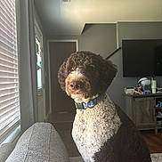 Dug is registered to the contest to win money with this photo: dog, curly_fur, couch, living_room, window, blinds, door, television, cabinet, collar, natural_light, furniture, flooring, indoor, pet, home, brown, white, sitting, curly_hair