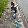 dog, leash, sidewalk, grass, street, curly_tail, black_and_white, walking, outdoor, suburban, pet, canine, pavement, collar, animal, daytime, leash_handle, quiet, walking_dog, nature