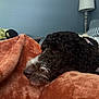 dog, curly_fur, resting, blanket, orange, indoor, lamp, furniture, cozy, calm, close_up, pet, fur, head, lying_down, soft_texture, wall, relaxation, home, comfort
